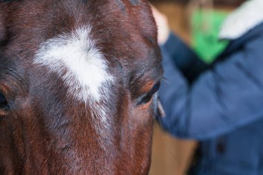 Bir atın ağızlık yakın plan, arka planda bir kız eyer ile meşgul.