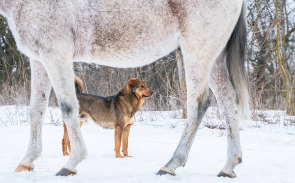 Красная Собака Смотрит Сторону Переднем Плане Ноги Лошади — стоковое фото