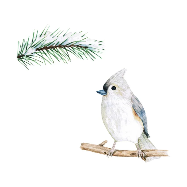 枝の上の水彩鳥と雪のあるトウヒの小枝。白い背景のクリッパートの画像. — ストック写真