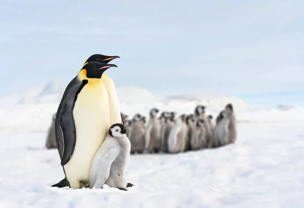 Deux Pingouins Leur Bébé Famille Pingouins Dans Antarctique Pingouin Roi — Photo