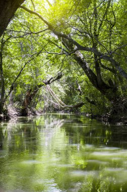 Ormanda gizlenmiş bir nehir, ormandaki ağaçların altında bir nehir, ormandaki güzel bir nehir.