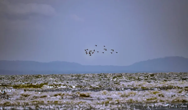 Vögel Fliegen Über Wasser Niedriger Winkel Der Vögel Die Über — Stockfoto