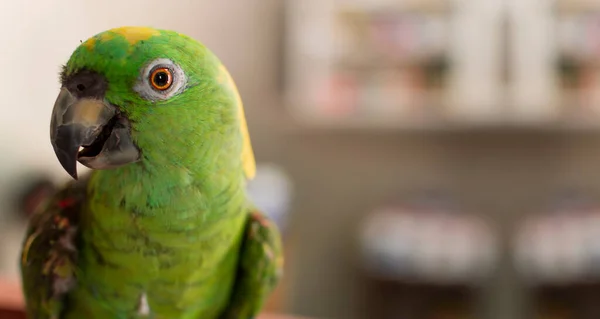 Zbliżenie Zielonej Papugi Zbliżenie Zielonego Oka Papugi Przestrzenią Kopiowania — Zdjęcie stockowe