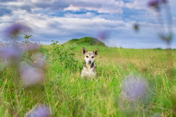Portrait Dog Field Dog Field Copy Space — Stock Photo, Image
