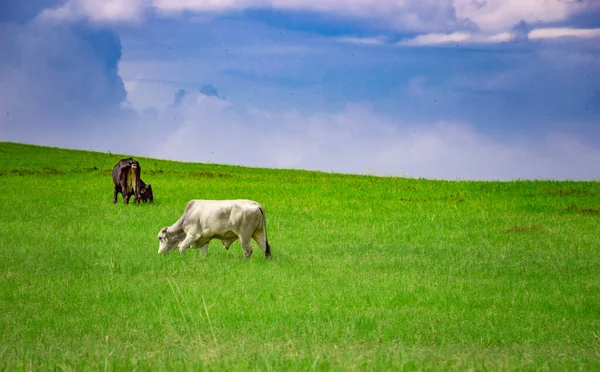 Two Cows Field Eating Grass Two Cows Green Field Blue — Stock Photo, Image