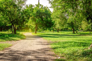 Ağaçlarla çevrili bir ormanda bir patika, küçük bir ormanda ağaçlarla çevrili güzel bir patika, alçak bir yol.