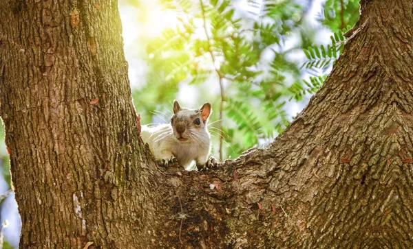 A squirrel in a tree staring, cute squirrel in a tree at sunset, gray squirrel in a tree staring at the camera