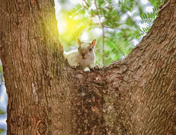 A squirrel in a tree staring, cute squirrel in a tree at sunset, gray squirrel in a tree staring at the camera