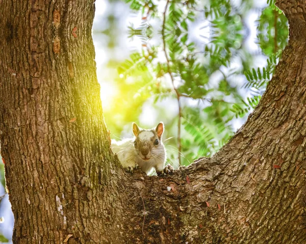 A squirrel in a tree staring, cute squirrel in a tree at sunset, gray squirrel in a tree staring at the camera