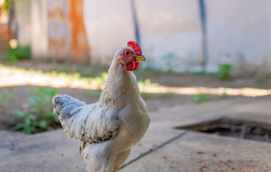 Tepeli bir tavuğun, bahçedeki bir tavuğun, çiftlikte yetiştirilmiş bir tavuğun, çiftlikte yetiştirilmiş bir tavuğun,