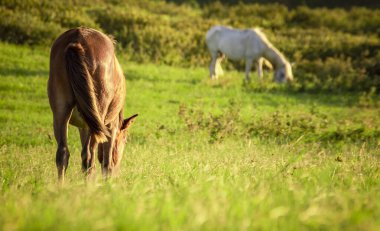 Tarlada birlikte ot yiyen iki at, çayırda çim yiyen iki atla tepe.