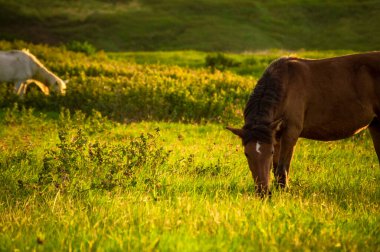 Tarlada birlikte ot yiyen iki at, çimen yiyen iki at, çayırda iki at.