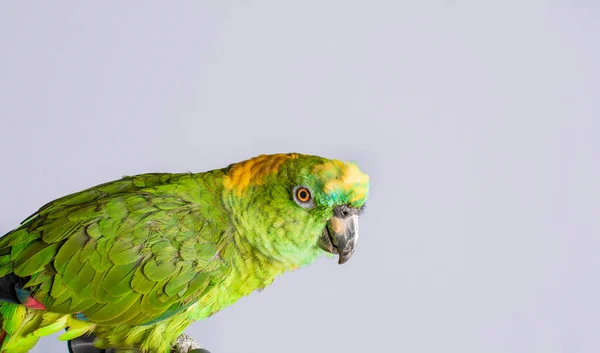 Primo Piano Pappagallo Piuma Verde Uno Psittacoidea Verde Sfondo Bianco — Foto Stock