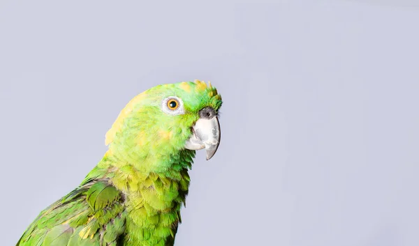 Close Papagaio Pena Verde Psittacoidea Verde Fundo Branco Close Olho — Fotografia de Stock