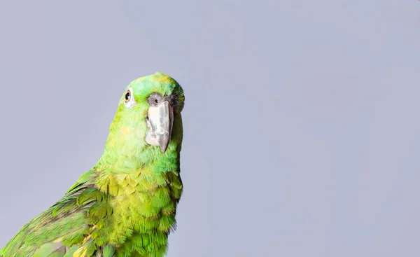 Zbliżenie Zielonej Papugi Piórem Zielona Psittacoidea Białym Tle Zbliżenie Zielonego — Zdjęcie stockowe