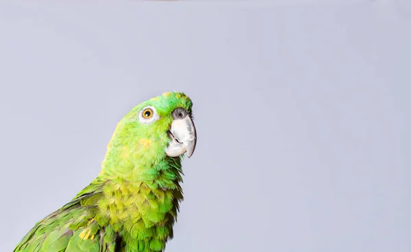 Primer Plano Loro Pluma Verde Una Psitacoidea Verde Fondo Blanco — Foto de Stock