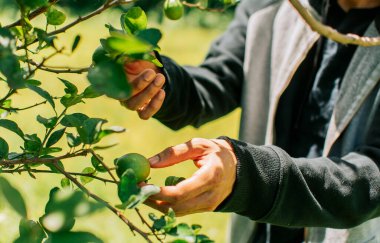 hands of a man picking green lemons in a gardener, Concept of person picking lemons in the field, Person harvesting unripe lemons at a natural gardener