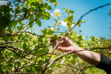 Hands of a person picking green lemons in a gardener, Person harvesting unripe lemons at a natural gardener. Concept of person picking lemons in the field