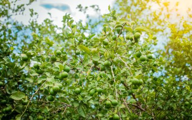 Harvest of green lemons hanging on the branches. Green lemons on a branch with background of lemons out of focus, Unripe lemons in a garden with lemons background