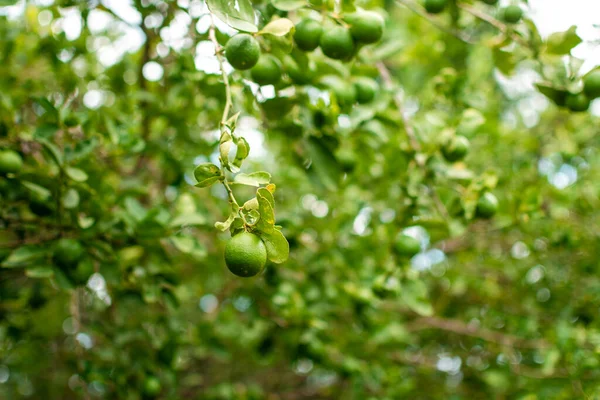 Green lemons on a branch with background of lemons out of focus. Beautiful unripe lemons in a garden with lemons background, Harvest of green lemons hanging on the branches