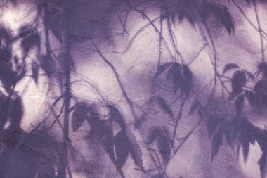 Kabuğu soyulmuş boyalar, dalların gölgeleri ve doku olarak yapraklarla kaplı bir duvar. Arkaplan ve dokular için