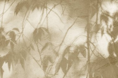 Arka planda yeşil yaprakların gölgelerinin üst görüntüsü. Düz yatıyordu. Minimum yaz konsepti. Yaratıcı Eşuzay.