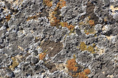 Yosun elementli taş dokusu. Üzerinde yosun olan kocaman bir kaya.