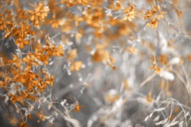 Bulanık soyut renkli arkaplan. tasarım ya da kopyalama alanı için. bitki motifleri.