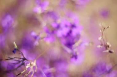 Çiçeklerin narin narin arka planı mor kır çiçekleri. Odaklanmayın