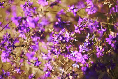 Çiçeklerin narin narin arka planı mor kır çiçekleri. Odaklanmayın