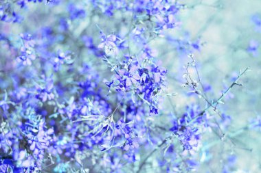 Çiçekli, narin arka plan kır çiçekleri. Odaklanmayın.