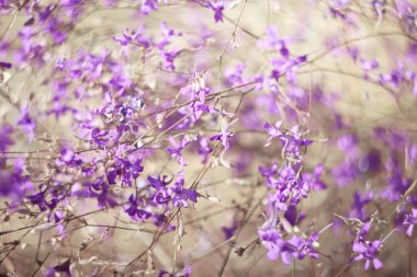 Çiçeklerin narin narin arka planı mor kır çiçekleri. Odaklanmayın.