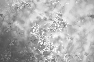 Çiçekli, narin arka plan kır çiçekleri. Odaklanmayın.