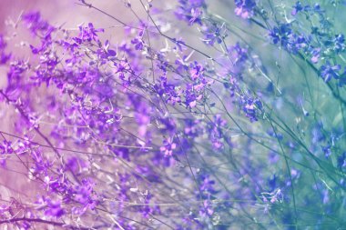 Çiçeklerin narin narin arka planı mor kır çiçekleri. Odaklanmayın.