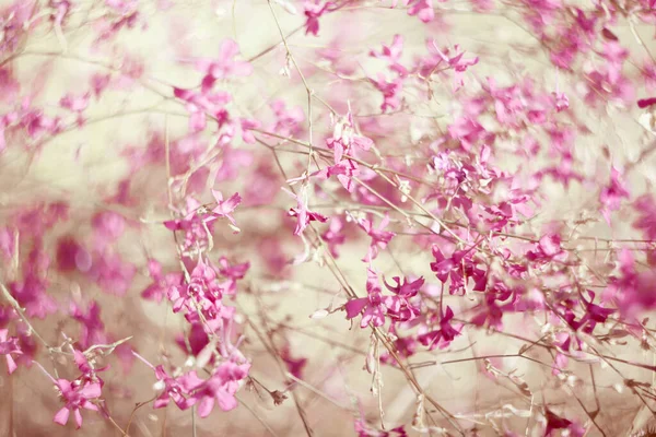 Floral Weichen Zarten Hintergrund Lila Wildblumen Defokus — Stockfoto