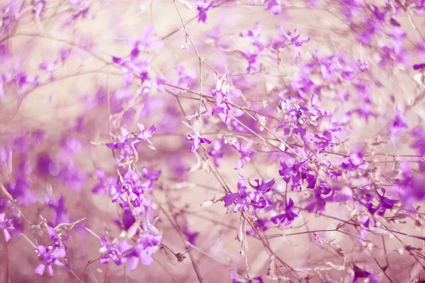 Çiçeklerin narin narin arka planı mor kır çiçekleri. Odaklanmayın.