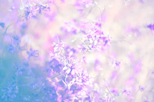 Květinové Měkké Jemné Pozadí Fialové Divoké Květy Defokus — Stock fotografie