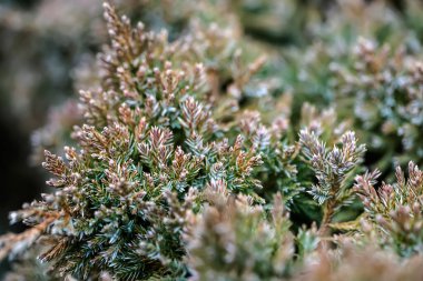 İğneler ve kozalaklı bir ağacın dalları doku olarak yakın plan. Yeşil fotoğraf. makro fotoğrafçılık. Metin için yer