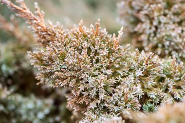 İğneler ve kozalaklı bir ağacın dalları doku olarak yakın plan. Yeşil fotoğraf. makro fotoğrafçılık. Metin için yer