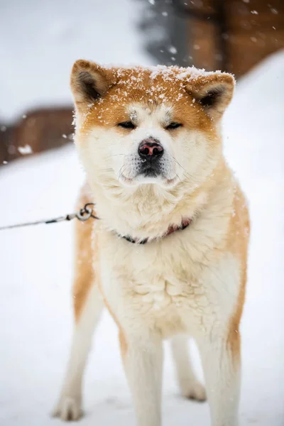 Giapponese Akita Inu Cane Sfondo Invernale Zenzero Giapponese Cane Riposo — Foto Stock