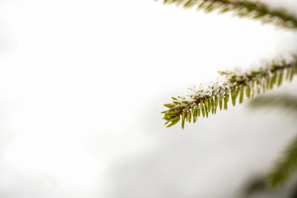 Голки Гілки Хвойного Дерева Крупним Планом Текстура Зелене Фото Макрофотографія — стокове фото