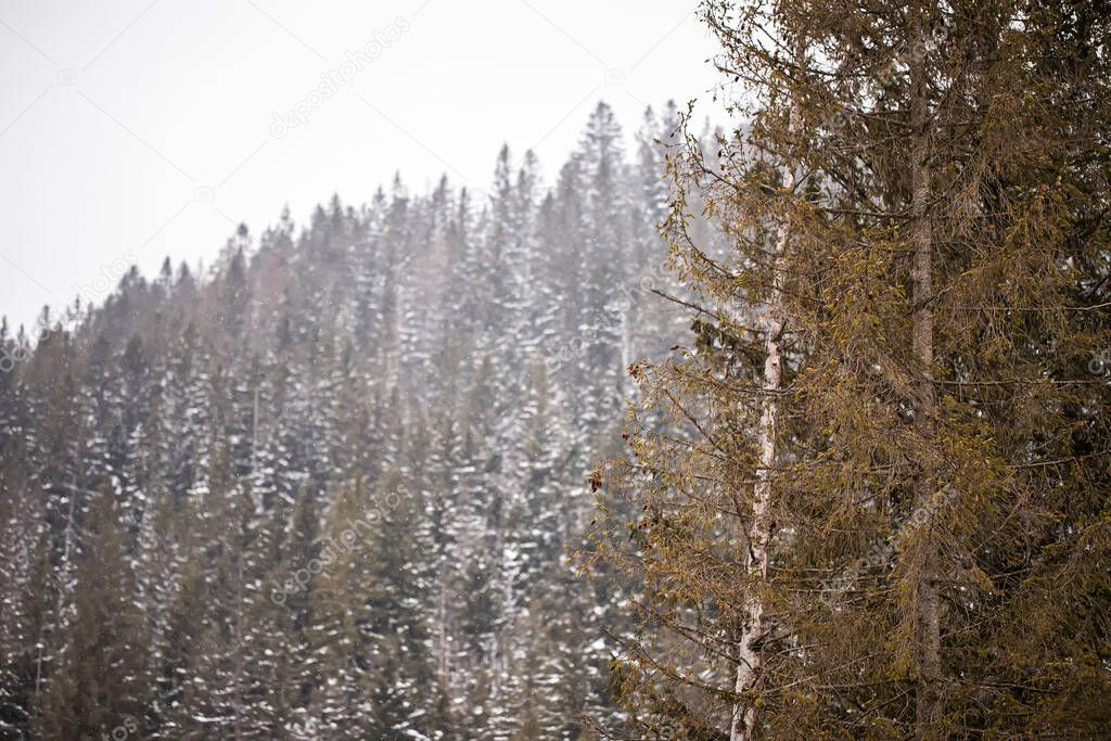 photo of a snowy coniferous forest. It's snowing and coniferous trees