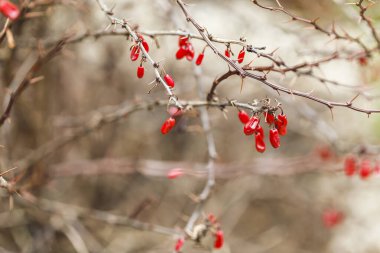 Kırmızı böğürtlen böğürtlenleri bir dalda