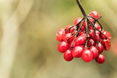 Kırmızı viburnum (Latince adı Viburnum opulus), Adoxaceae familyasından bir bitki türü. Metin için yer