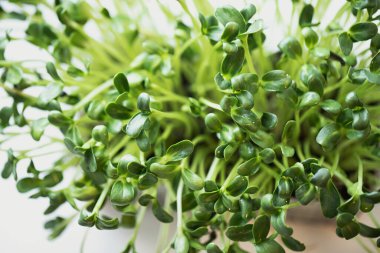 Turp mikroçerezi. Tohumları ve kökleriyle. Mikro yeşillik filizlenmesi. Evde tohum filizlenmesi. Vegan ve sağlıklı gıda konsepti.