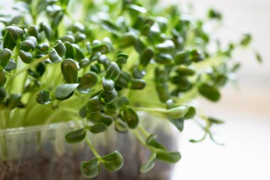 Turp mikroçerezi. Tohumları ve kökleriyle. Mikro yeşillik filizlenmesi. Evde tohum filizlenmesi. Vegan ve sağlıklı gıda konsepti.