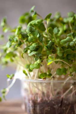 Turp mikroçerezi. Tohumları ve kökleriyle. Mikro yeşillik filizlenmesi. Evde tohum filizlenmesi. Vegan ve sağlıklı gıda konsepti.