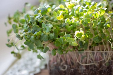 Turp mikroçerezi. Tohumları ve kökleriyle. Mikro yeşillik filizlenmesi. Evde tohum filizlenmesi. Vegan ve sağlıklı gıda konsepti.