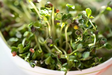 Turp mikroçerezi. Tohumları ve kökleriyle. Mikro yeşillik filizlenmesi. Evde tohum filizlenmesi. Vegan ve sağlıklı gıda konsepti.