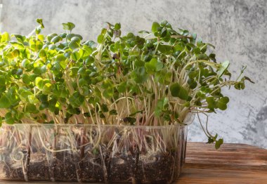 Turp mikroçerezi. Tohumları ve kökleriyle. Mikro yeşillik filizlenmesi. Evde tohum filizlenmesi. Vegan ve sağlıklı gıda konsepti.